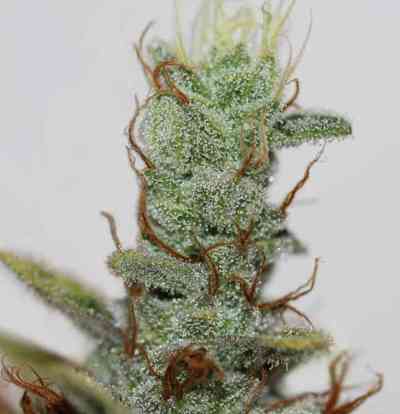 Akorn aka Snowbud > TH Seeds | Feminized Marijuana   |  Indica